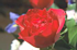 Sample Rose Image