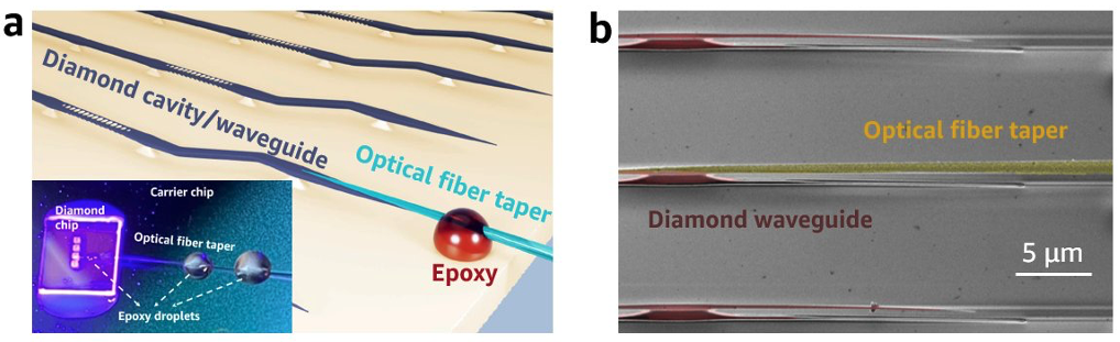 Figure. (a) Illustration of the fiber-to-chip packaging concept. A free-standing diamond waveguide has a tapered end which is used to create an adiabatic coupling interface with a tapered fiber. The tapered optical fiber is aligned to the tapered waveguide end and secured it in place using UV epoxy droplets. The inset shows a microscope image of the packaged device (diamond chip is 4 mm x 4 mm). (b) Scanning electron microscope image of a packaged device. Out of three tapered diamond devices (red), the middle one is attached to a tapered optical fiber (green) and the grey area is the diamond surface. The white scale bar is 5 micrometers. 