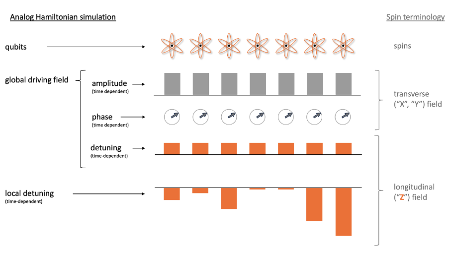 Figure 1 - An AHS program prescribes the time dependence of different control fields. Starting today, Aquila can run AHS programs with one global driving field and one local detuning. The amplitude and phase of the driving field have the same effect on the AHS qubits as the transverse field on spins; the sum of the detuning of the drive and local detuning produces the same effect on the qubits as the longitudinal field on spins.