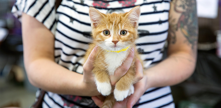 Best friends animal sales shelter near me