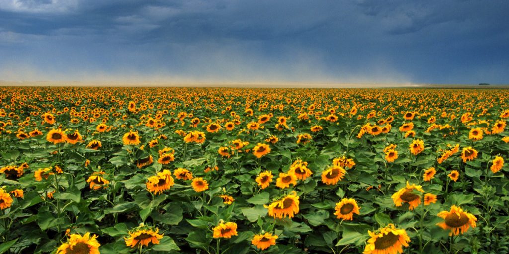 sunflowers in a field