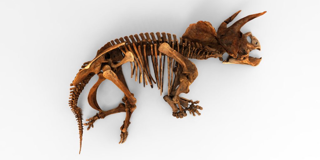 bones of a triceratops from the Smithsonian Open Access Initiative