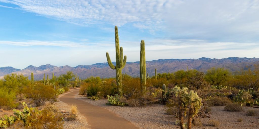 Saguaro National Park