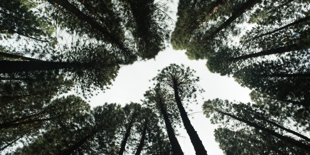 low angle of tree tops