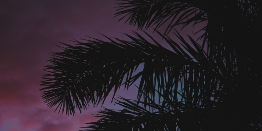 palm tree night sky