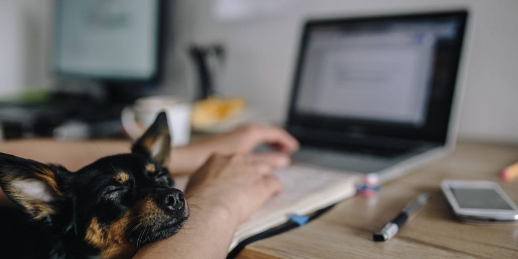 person working on laptop elearning with sleeping dog