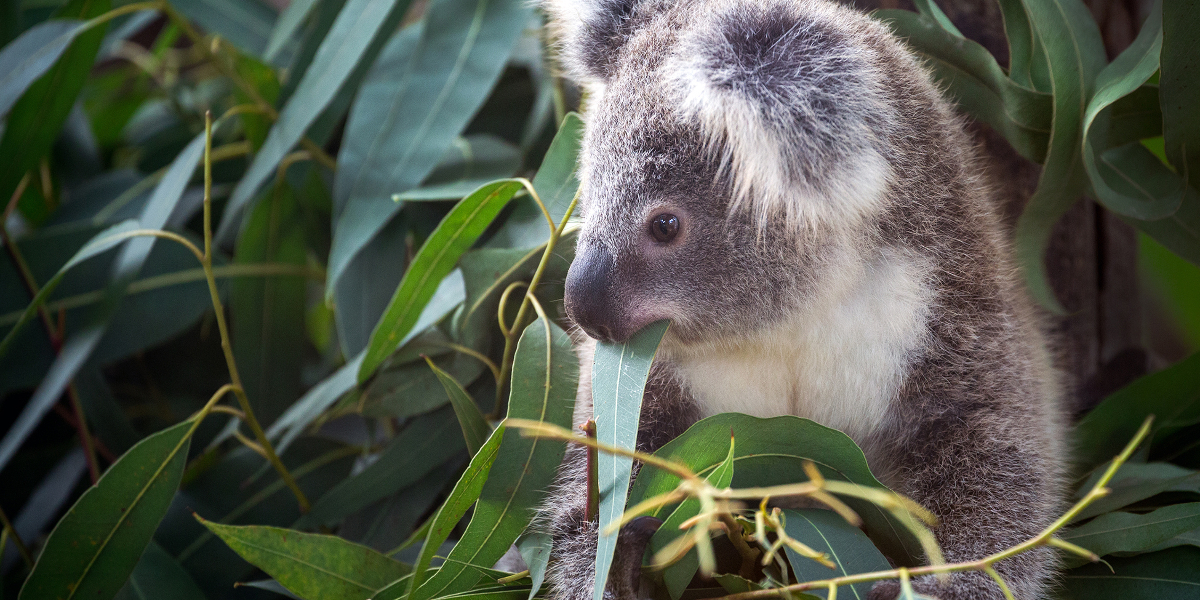 koala in tree