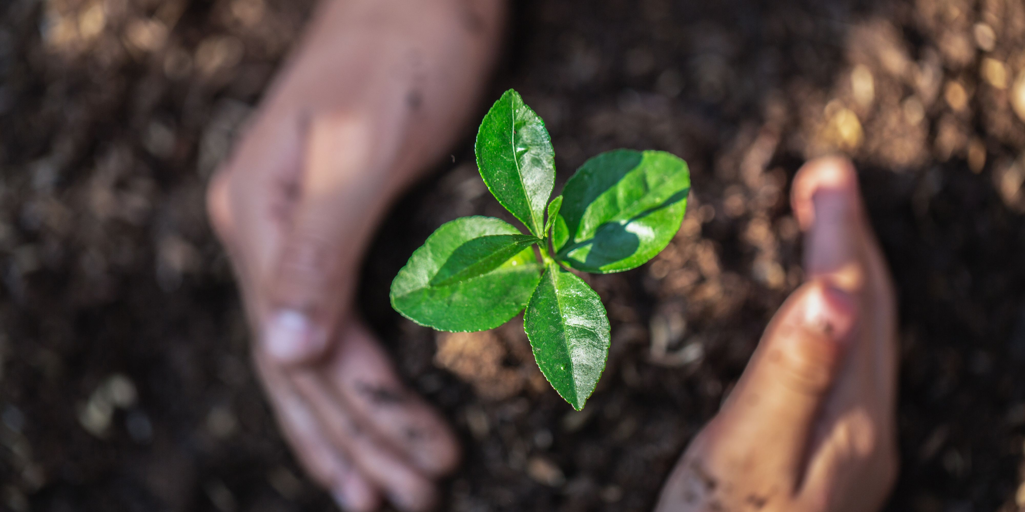 World Health Day 2022: Leveraging the cloud to build a healthier ...