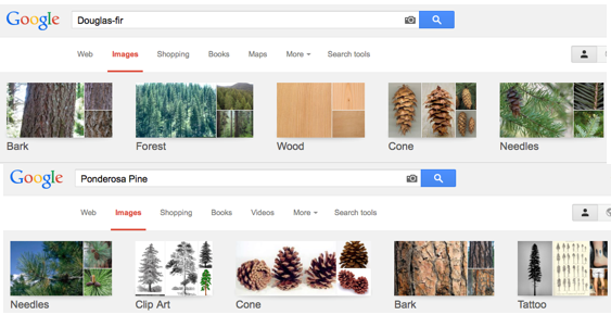 Comparing Google images of the species