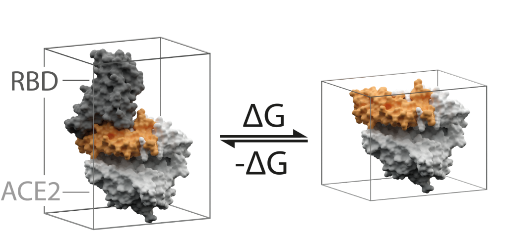 Figure 2: Gibbs binding free energy of the spike RBD-ACE2 association/dissociation reaction.