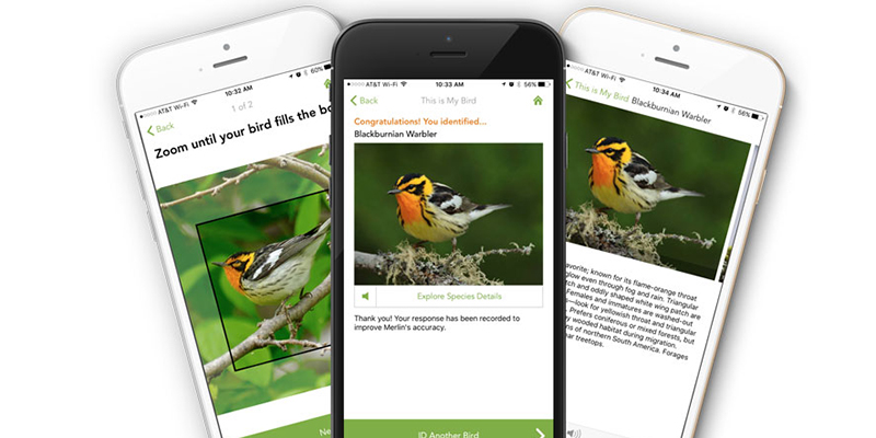 A screenshot of the Visipedia Merlin Bird Photo ID app.