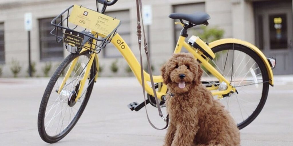 Ofo Bike