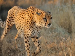 A cheetah stalks quietly in a field