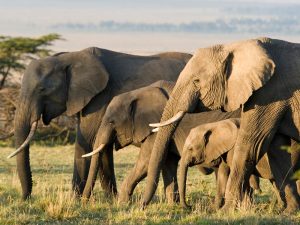 African elephants on the Masai Mara, Kenya, Africa