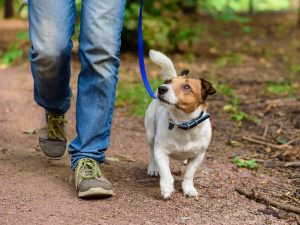 A man walks his Jack Russell Terrier on a forest path