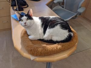 Larry’s pet cat sits on his office desk