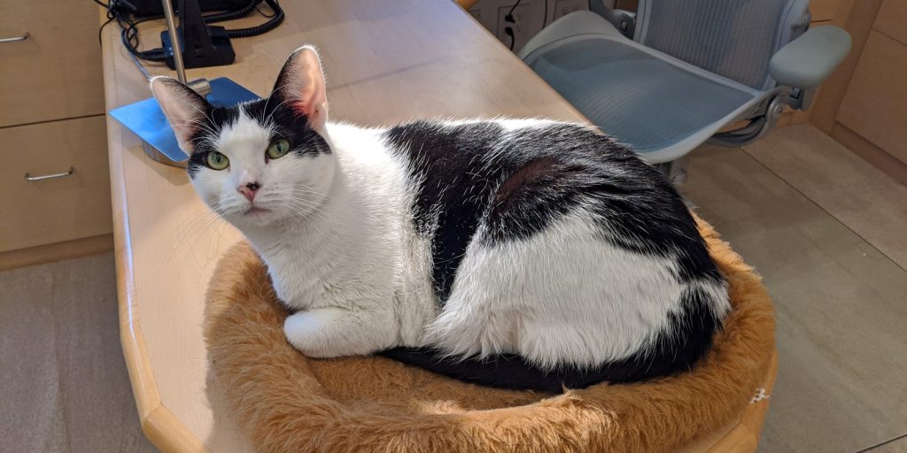 Larry’s pet cat sits on his office desk