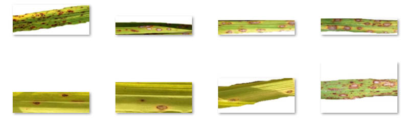 3 Bac Leaf Blight