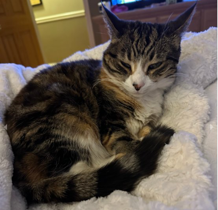 A tabby cat curled up in a fluffy white bed.