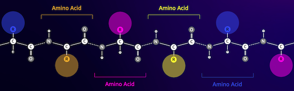 The structure of an amino acid chain