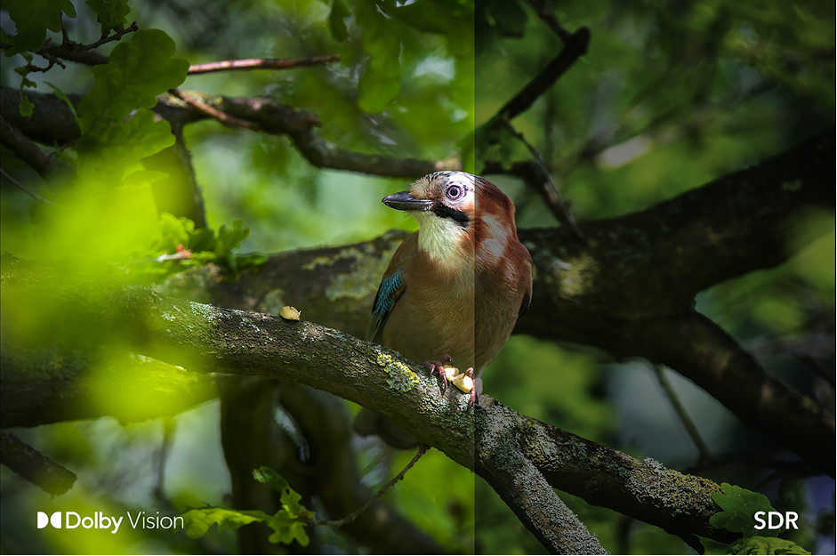 Bird: Dolby Vision vs SDR