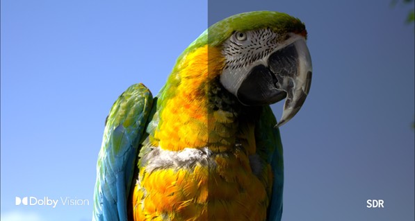 Dolby Vision compared to SDR comparison demonstrating enhanced HDR brightness, contrast, and color range using the image of a blue, yellow and green parrot.