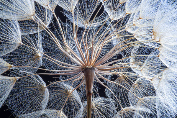 Dandelions