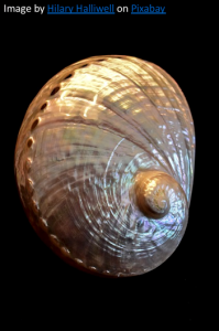 shell image