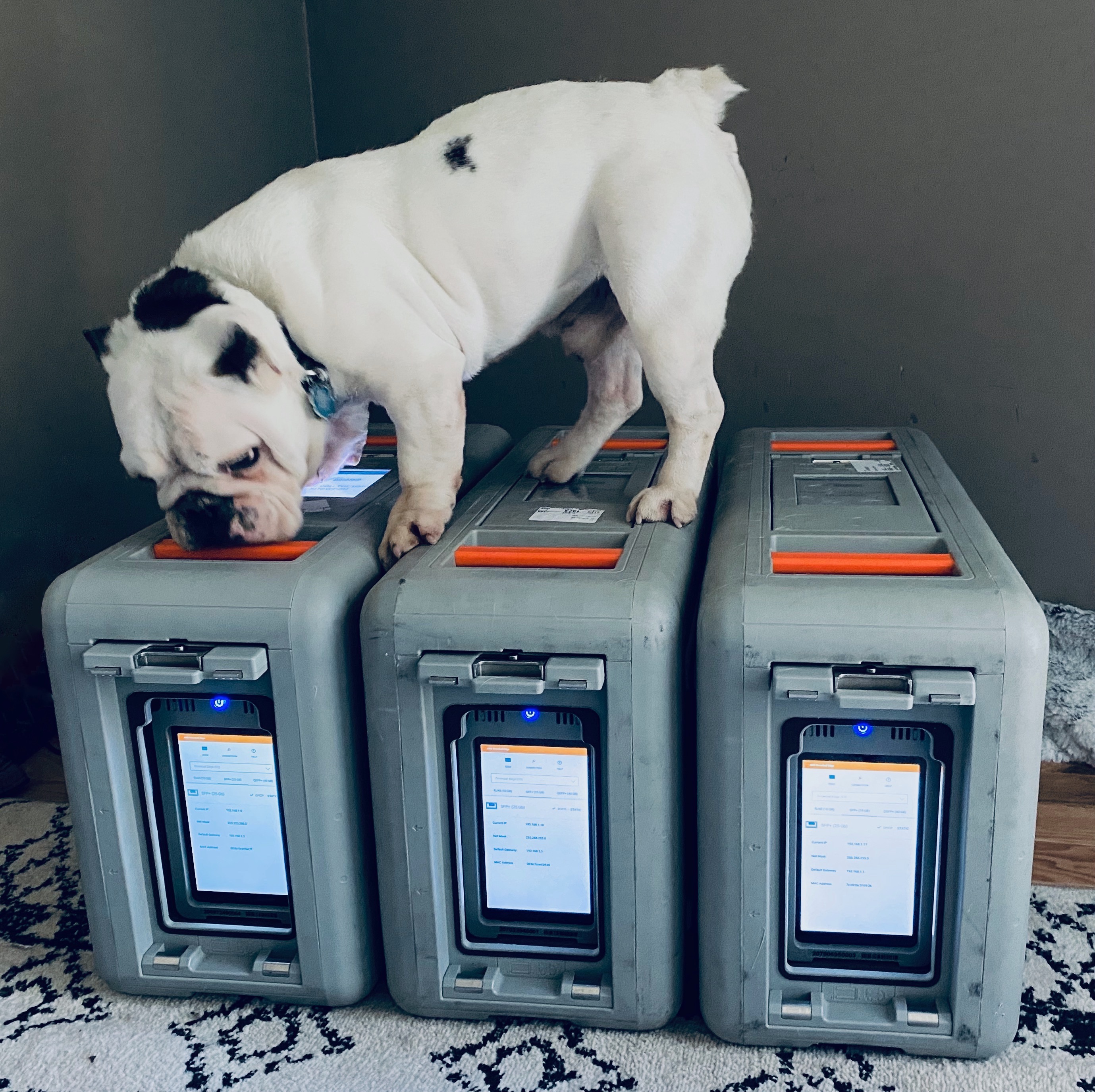 A picture of a cute English bulldog on top of 3 AWS Snowball Edge device. 